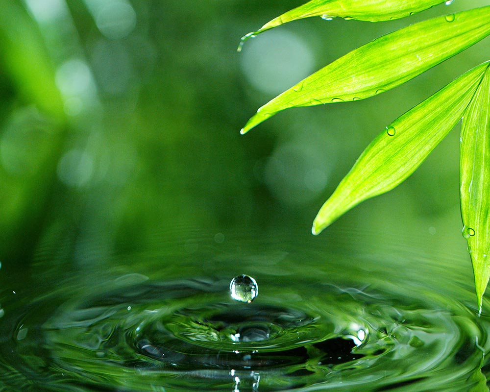 Pflanzenkläranlagen